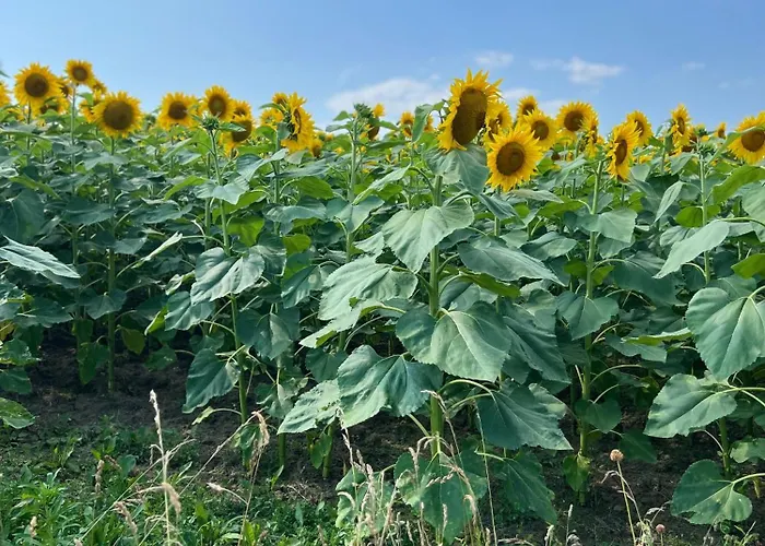 Nyaraló - Les Traversieres